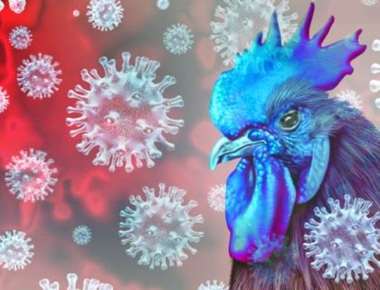 First human bird flu case recorded in Canada, young infected