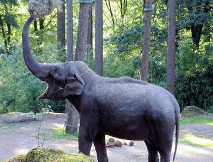 مصنوعی ذہانت کی مدد سے کیسے ہاتھیوں کی جان بچائی گئی؟