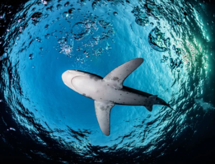 شارکس معدومیت کے خطرے سے دوچار