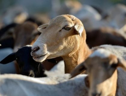 جزیرے پر بغیر پانی پیے 200 سال تک رہنے والی بکریاں، سائنسدان حیران