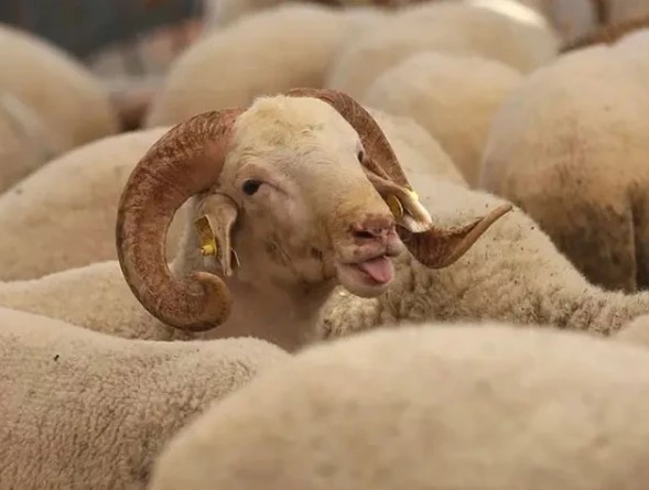 مراکش کے بادشاہ کی عوام سے قربانی نہ کرنے کی اپیل، منڈیوں سے جانور غائب