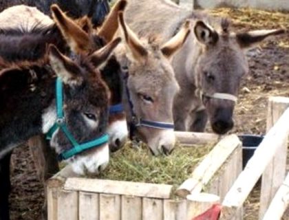 پاکستان میں گدھوں کی گنتی مکمل، پنجاب تمام صوبوں پر بازی لے گیا