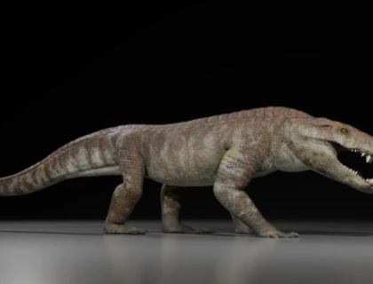 پیٹاگونیا میں ڈائنوسار کے دور کے مگرمچھ کی باقیات دریافت