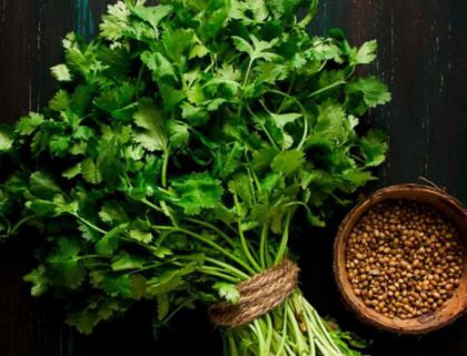 گھبراہٹ اور شوگر کے مریضوں کیلئے دھنیا مفید قرار