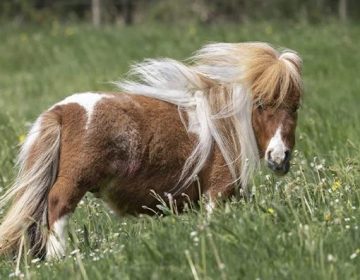 جرمنی میں موجود دنیا کا سب سے پستہ قد گھوڑا