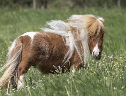 جرمنی میں موجود دنیا کا سب سے پستہ قد گھوڑا