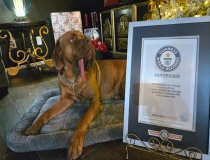 امریکا,دنیا کی سب سے لمبی زبان رکھنے والا کتا