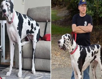 امریکا, دنیا کا سب سے قد آور مادہ کتا