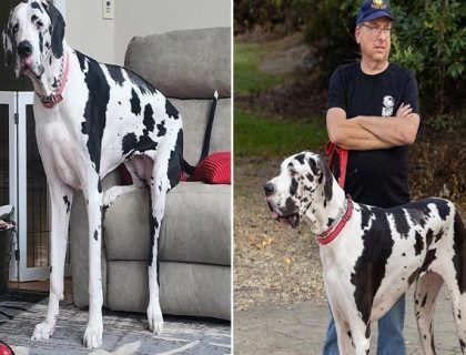 امریکا, دنیا کا سب سے قد آور مادہ کتا