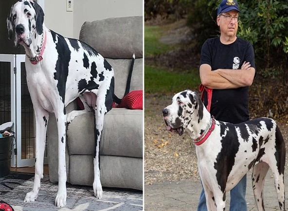 امریکا, دنیا کا سب سے قد آور مادہ کتا