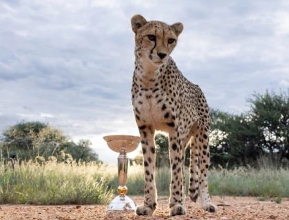 انڈر 19 ورلڈکپ ٹرافی کا چیتوں کے ساتھ فوٹو شوٹ وائرل