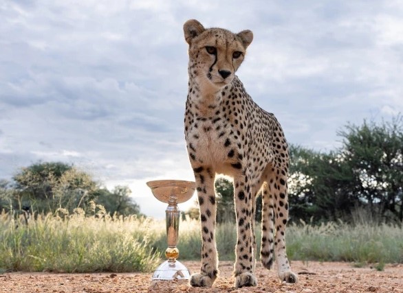 انڈر 19 ورلڈکپ ٹرافی کا چیتوں کے ساتھ فوٹو شوٹ وائرل