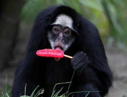 برازیل; گرمی سے بچاؤ کیلئے بندروں کو پاپسیکلز دیے جانے لگے