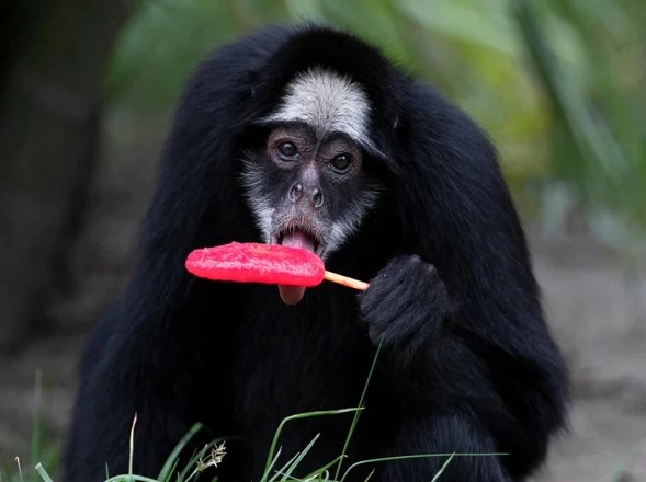 برازیل; گرمی سے بچاؤ کیلئے بندروں کو پاپسیکلز دیے جانے لگے