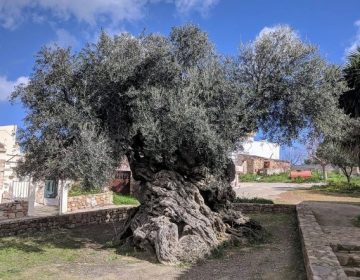 حضرت عیسٰیؑ کے زمانے سے بھی تقریبا 1000 سال پہلے کا درخت جو آج بھی پھل دے رہا ہے