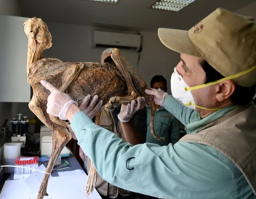 سعودیہ سے 1800 سال قبل حنوط شدہ چیتوں کی باقیات برآمد