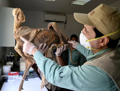 سعودیہ سے 1800 سال قبل حنوط شدہ چیتوں کی باقیات برآمد