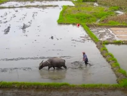 بھارت-امریکا تجارتی معاہدے پر بھارتی کسانوں کا احتجاج، خدشات میں اضافہ