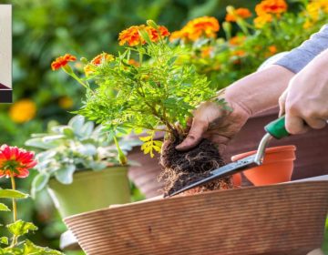 شہروں میں سبز ماحول، انسانی زندگی کا لازمی حصہ