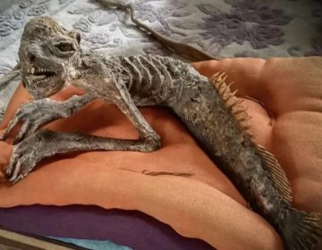 آدھا انسان آدھی مچھلی، جاپان سے پُر اسرار مخلوق کی باقیات دریافت