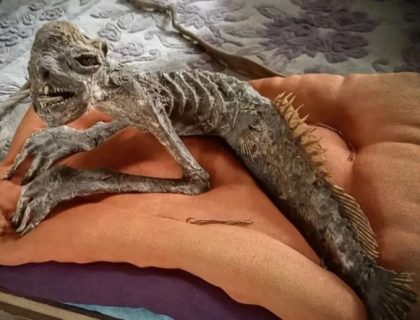 آدھا انسان آدھی مچھلی، جاپان سے پُر اسرار مخلوق کی باقیات دریافت