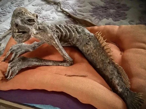 آدھا انسان آدھی مچھلی، جاپان سے پُر اسرار مخلوق کی باقیات دریافت