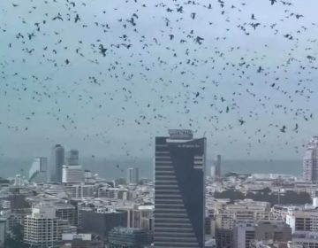 تل ابیب کے آسمان پر کوؤں کا راج، وائرل ویڈیو نے خوف پھیلا دیا