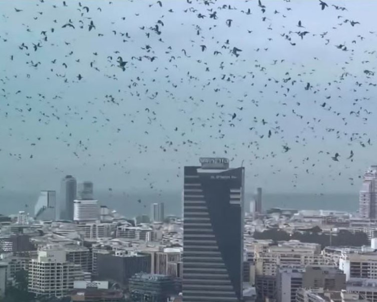 تل ابیب کے آسمان پر کوؤں کا راج، وائرل ویڈیو نے خوف پھیلا دیا
