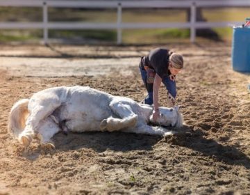 امریکا; 3 منٹ کے اندر 38 کرتب دِکھانے والا گھوڑا