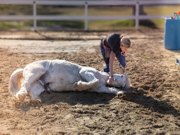 امریکا; 3 منٹ کے اندر 38 کرتب دِکھانے والا گھوڑا