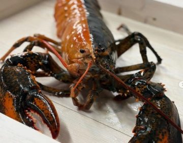 امریکا میں پکڑا جانے والا نایاب دو رنگی لابسٹر