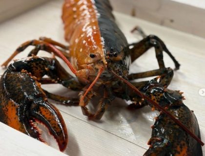 امریکا میں پکڑا جانے والا نایاب دو رنگی لابسٹر