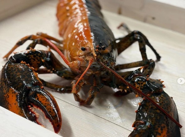 امریکا میں پکڑا جانے والا نایاب دو رنگی لابسٹر