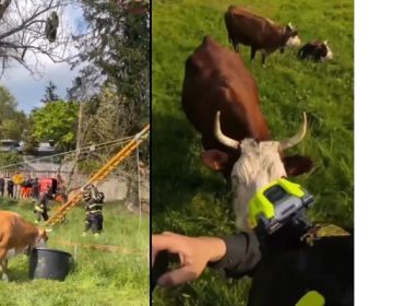 اٹلی; گائے کی زیرِ نگرانی ریسکیو آپریشن، پیرا گلائیڈر کو بچا لیا گیا