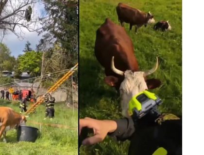 اٹلی; گائے کی زیرِ نگرانی ریسکیو آپریشن، پیرا گلائیڈر کو بچا لیا گیا