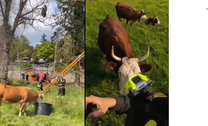 اٹلی; گائے کی زیرِ نگرانی ریسکیو آپریشن، پیرا گلائیڈر کو بچا لیا گیا