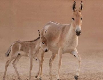 سعودی عرب;ایک صدی بعد نایاب اونیگر کی پیدائش