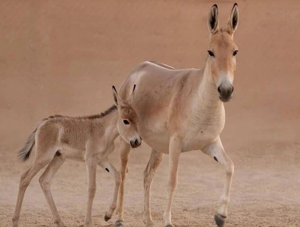 سعودی عرب;ایک صدی بعد نایاب اونیگر کی پیدائش